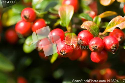 Image of autumn background with red gaultheria