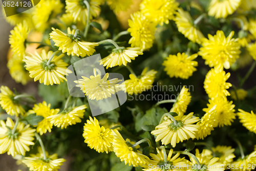 Image of Yellow Chrysanthemum flowers in autumn garden