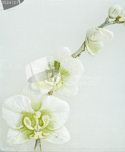 Image of abstract spring background with flowers