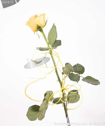 Image of rose