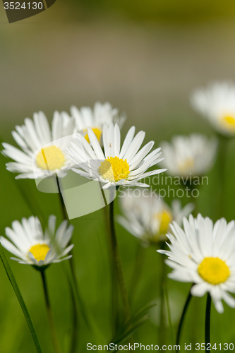 Image of small daisy flower