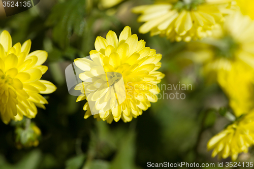 Image of Yellow Chrysanthemum flowers in autumn garden