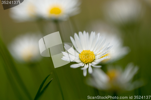 Image of small daisy flower