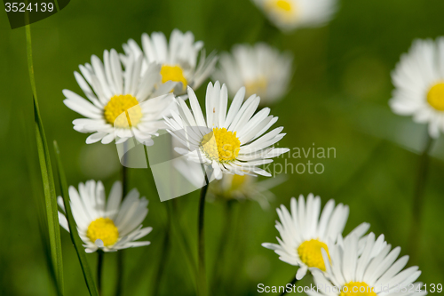 Image of small daisy flower