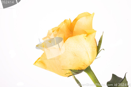 Image of rose