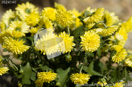 Image of Yellow Chrysanthemum flowers in autumn garden