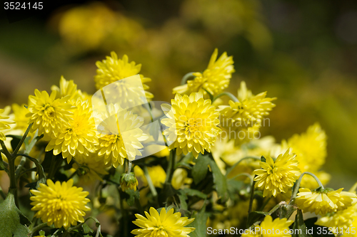 Image of Yellow Chrysanthemum flowers in autumn garden