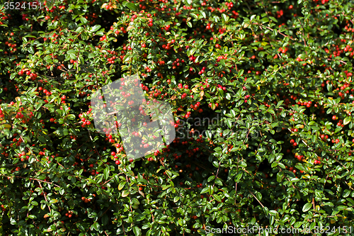 Image of autumn background with red gaultheria