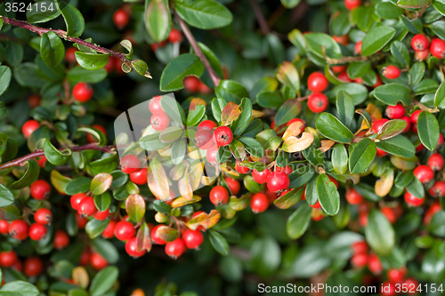 Image of autumn background with red gaultheria