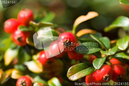 Image of autumn background with red gaultheria