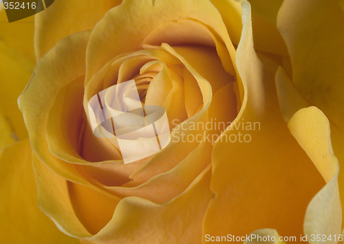 Image of rose