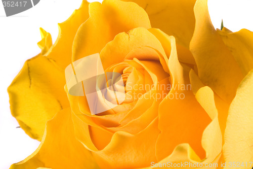 Image of rose