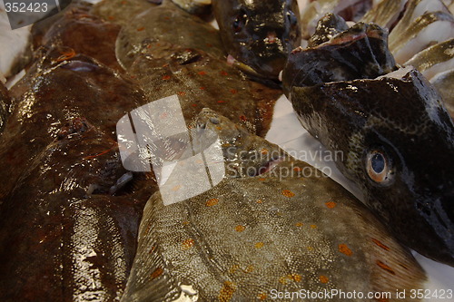 Image of FISHMARKED