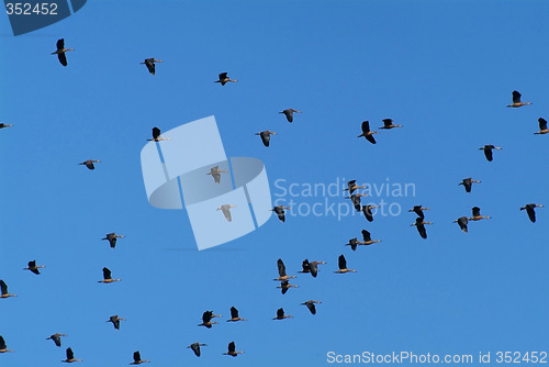 Image of Geese flying
