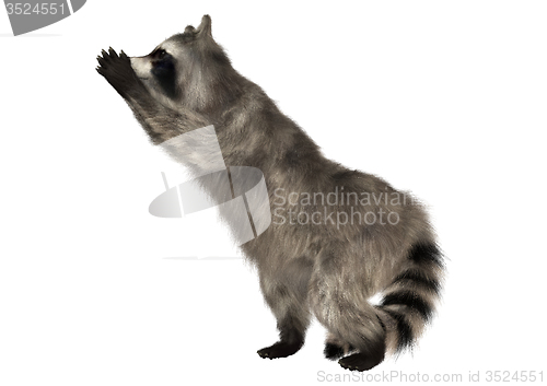 Image of Raccoon