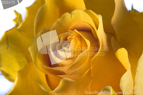 Image of rose