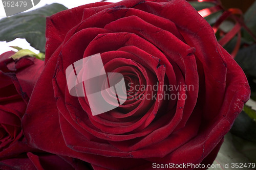 Image of rose