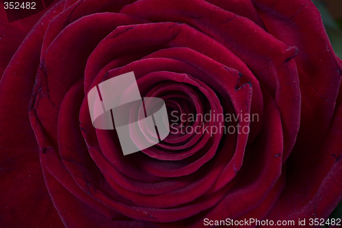 Image of rose