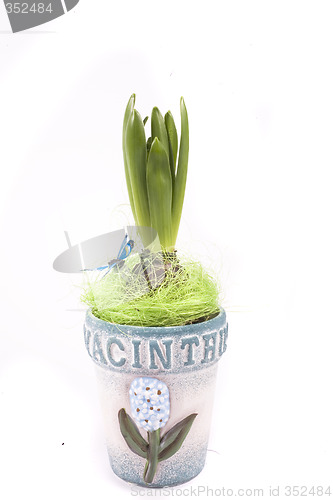 Image of hyacinth