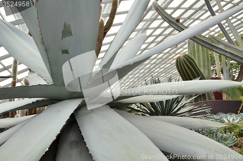 Image of Close up of huge agave plants