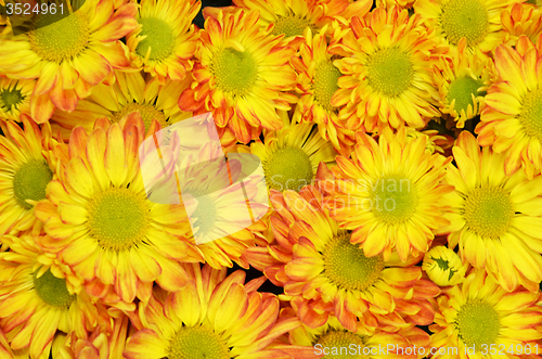 Image of Chrysanthemum flower in the Gardens by the Bay