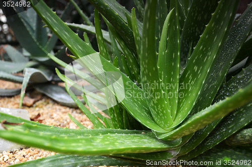 Image of Aloe vera