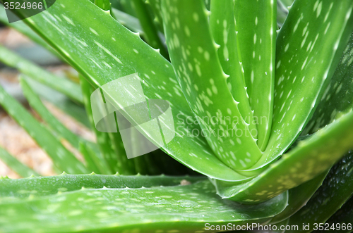 Image of Aloe vera