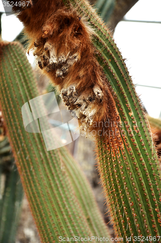 Image of Wooly cactus