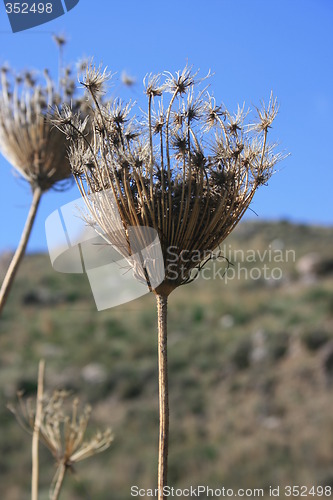 Image of Dry dandelion
