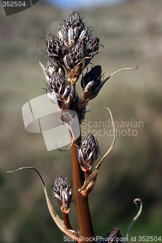 Image of Dry asphodel