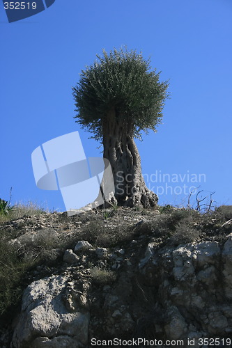 Image of Lonesome tree