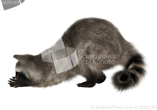 Image of Raccoon