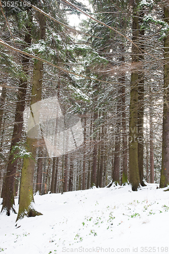 Image of Romantic show forest