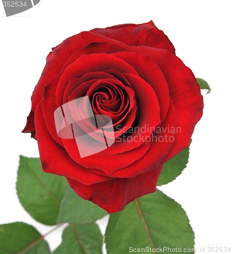 Image of Nice red rose isolated background