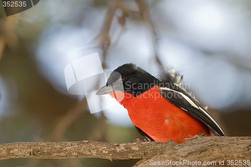 Image of Crimson Breasted Shrike