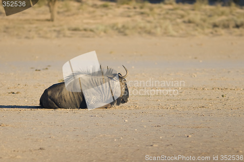 Image of Black Wildebeest Resting