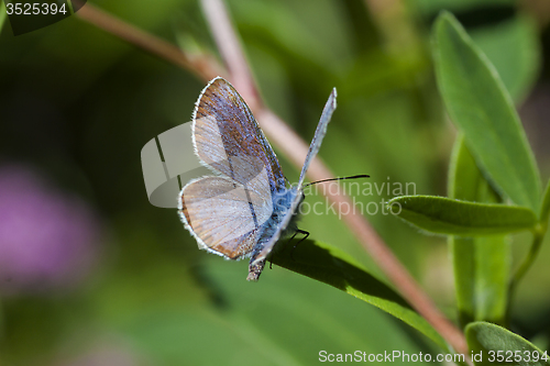Image of blue butterfly