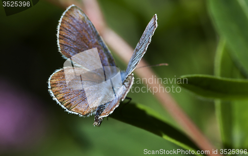 Image of blue butterfly