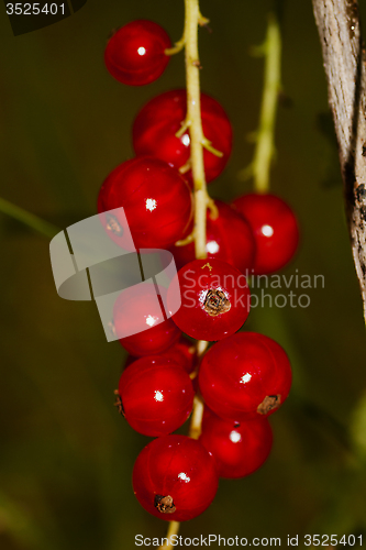 Image of red currants