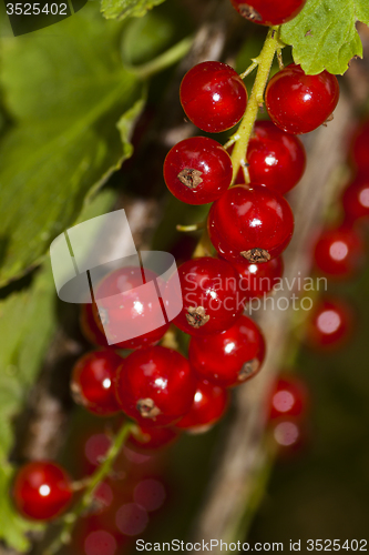 Image of red currants