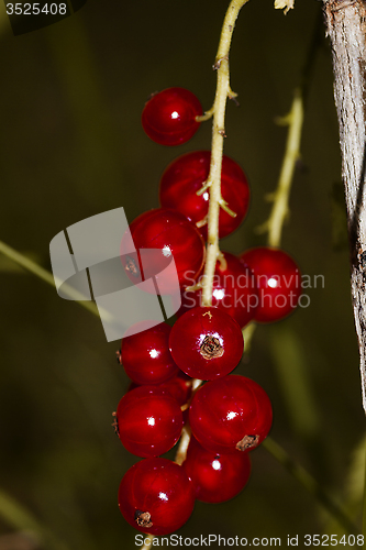 Image of red currants