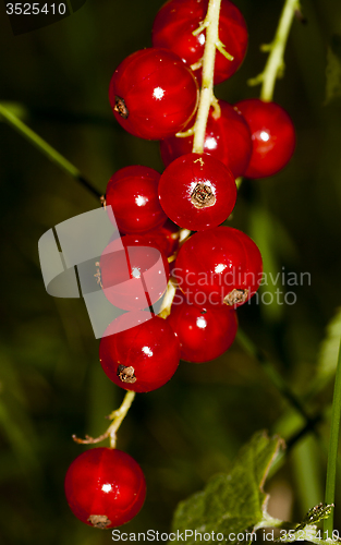 Image of red currants