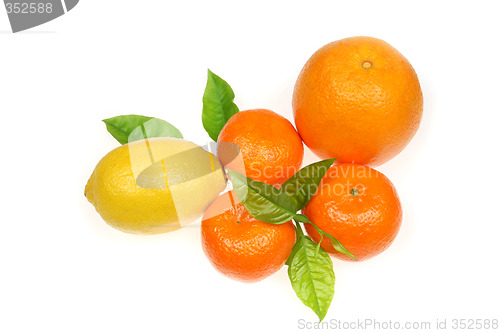 Image of Fruit