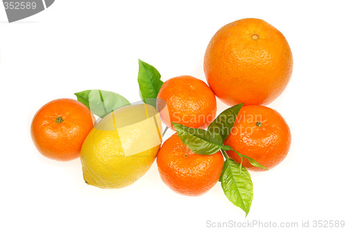 Image of Citrus fruits