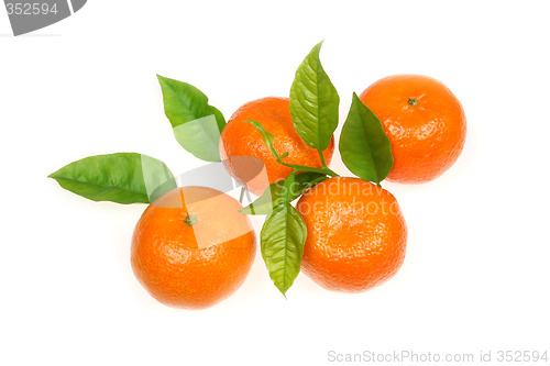 Image of Tangerine