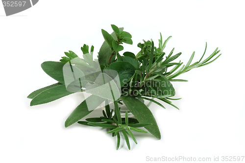 Image of Aromatic herbs for cooking