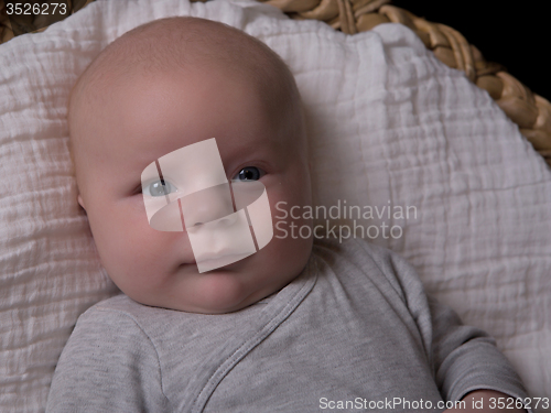 Image of Newborn portrait