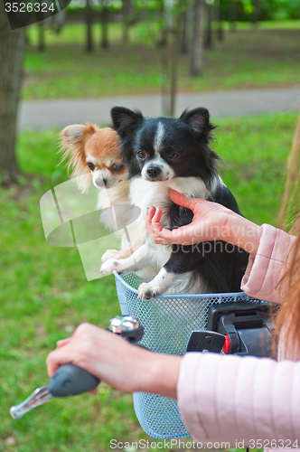 Image of bicycle walking with dogs