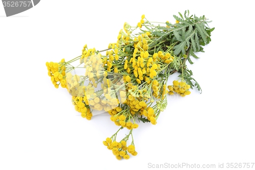 Image of Tansy.