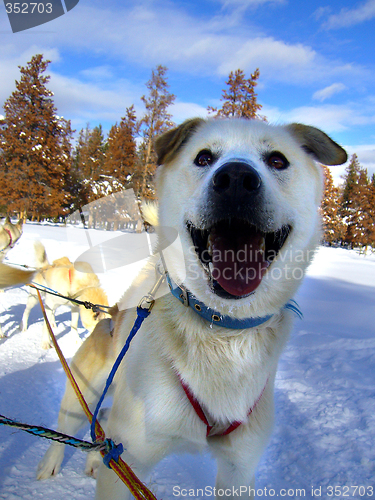 Image of Happy Husky